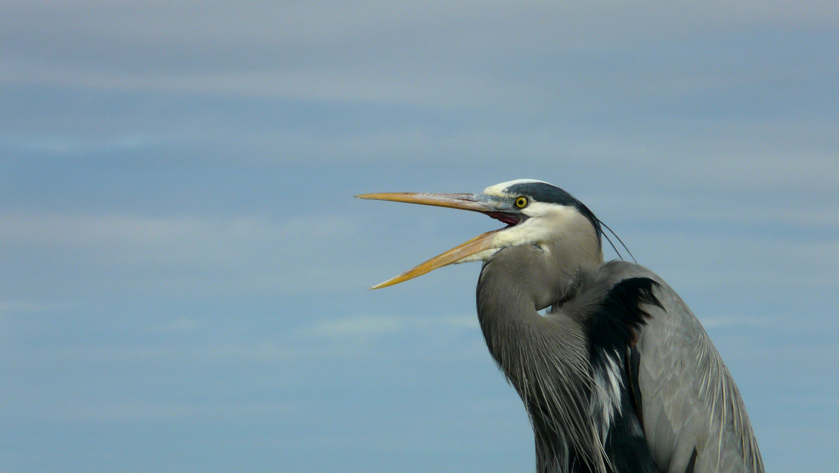 Confessions of a bird freak